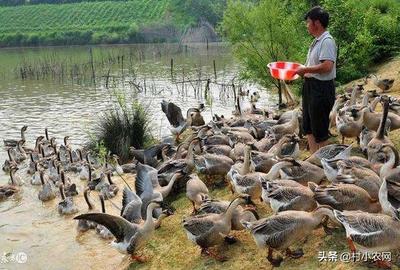 致富新思路,村民養(yǎng)殖哪些特色動物或水產(chǎn)能快速致富?