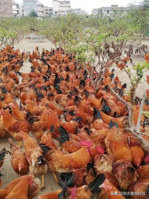 發(fā)酵飼料太酸動物不愛吃怎么辦?優(yōu)質(zhì)發(fā)酵飼料的制作技術