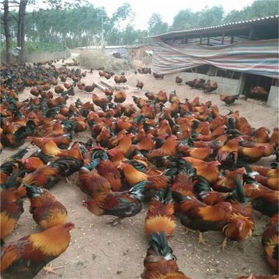 廣西清遠(yuǎn)麻雞苗 清遠(yuǎn)麻雞價(jià)格 鳴盛