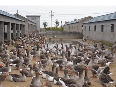 【供應湖北鵝苗價格孝感鵝苗價格黃石鵝苗價格宜昌鵝苗價格圖片】供應湖北鵝苗價格孝感鵝苗價格黃石鵝苗價格宜昌鵝苗價格 - 創(chuàng)新家禽孵化場