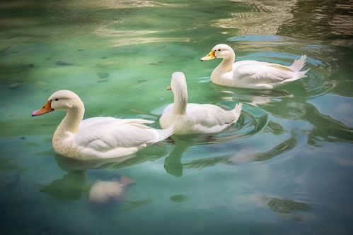 農(nóng)家生態(tài)養(yǎng)殖鴨子家禽動(dòng)物攝影圖 攝影