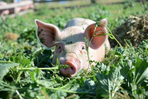 家禽家畜飼養(yǎng)豬圖片 攝影圖 下載至來(lái)源處