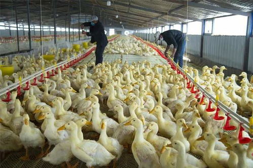 家禽養(yǎng)殖 肉鴨降料比,這6點(diǎn)你注意了嗎