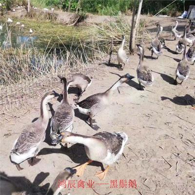 云浮馬崗鵝苗種苗養(yǎng)殖場包成活