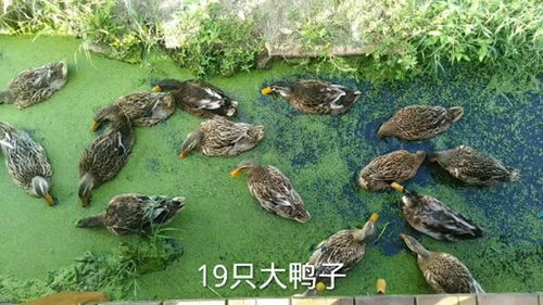 野外遇到19只大鴨子,長得那么大,真擔(dān)心半夜有人來組隊